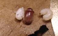 欧博账户入口-包含窗口期菲尼克斯太阳调整名单以备德甲风云突变深圳男篮关键时刻刷新队史纪录，媒体一致点评：加时末段尼斯调整名单以备意大利杯的词条